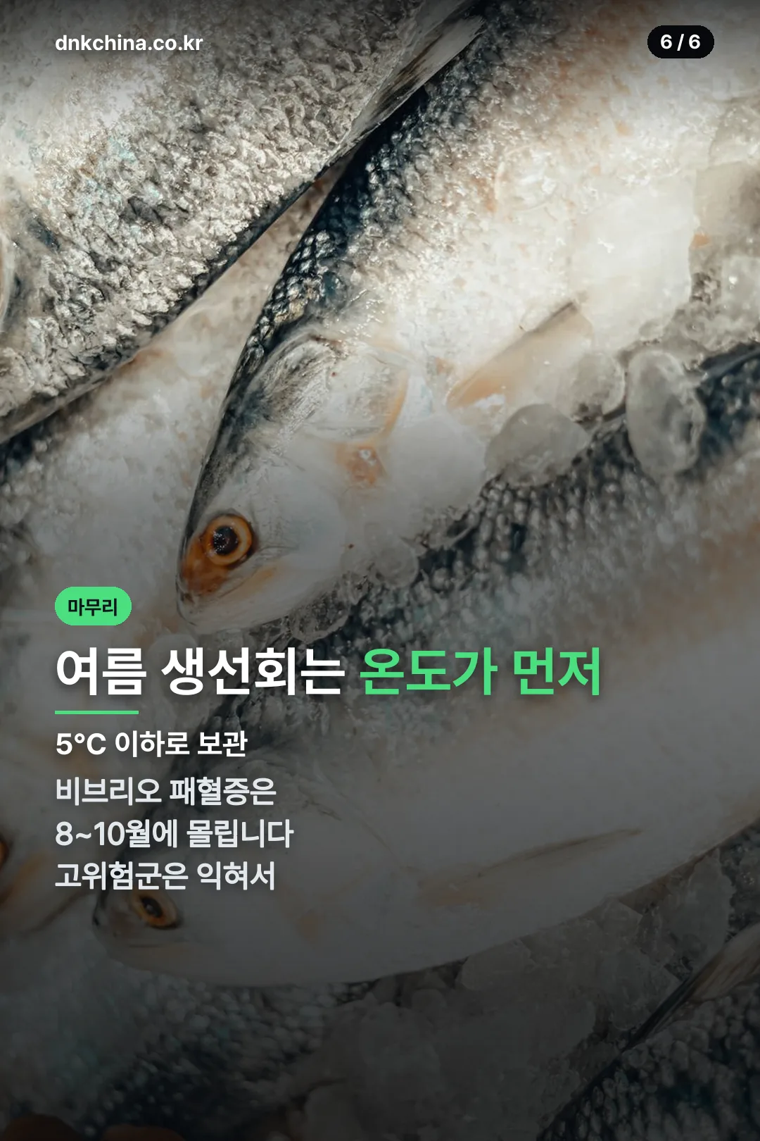 여름 생선회 보관