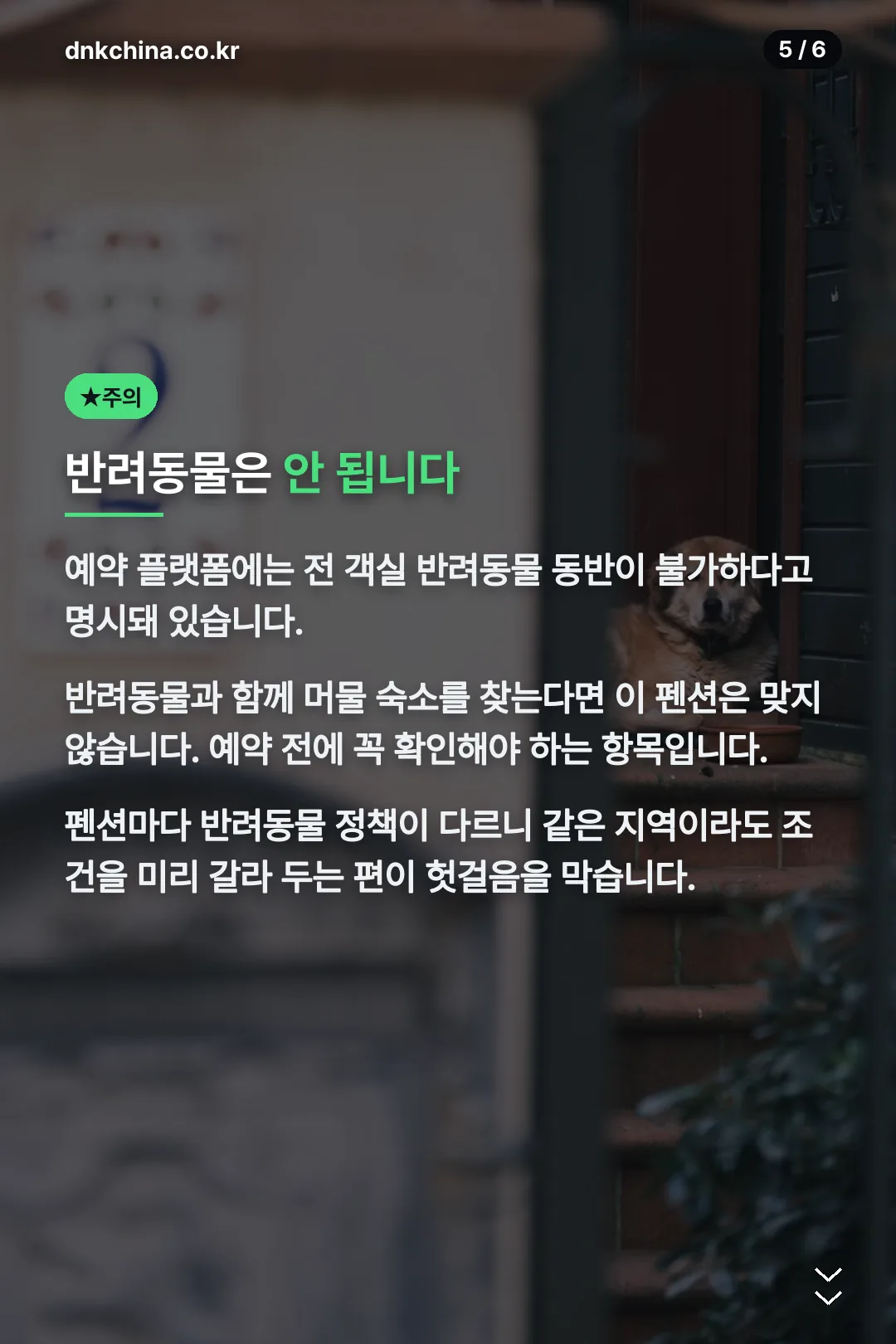 반려동물 동반 불가