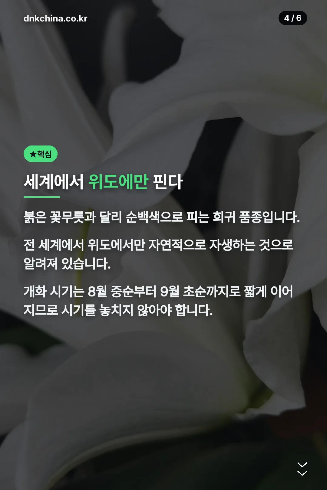세계에서 위도에만 핀다
