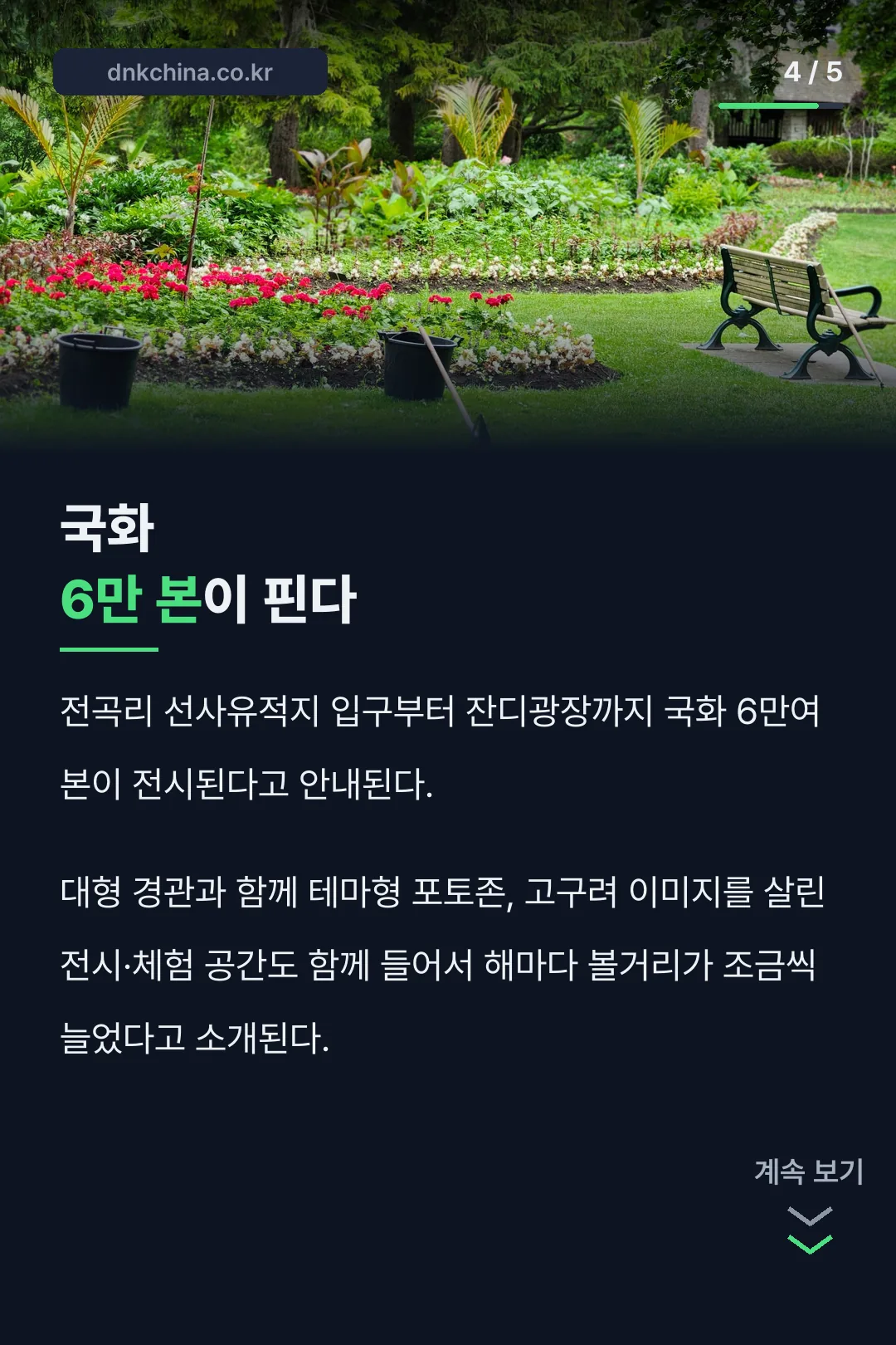 국화 6만 본 규모 소개